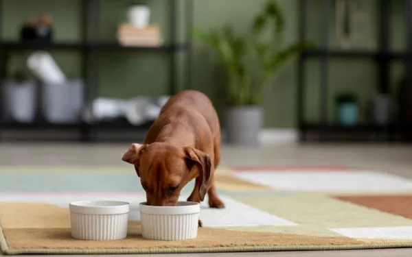 Golosinas caseras y saludables para tu mascota