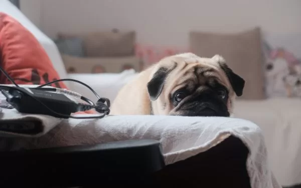 Manejo del estrés y ansiedad en mascotas