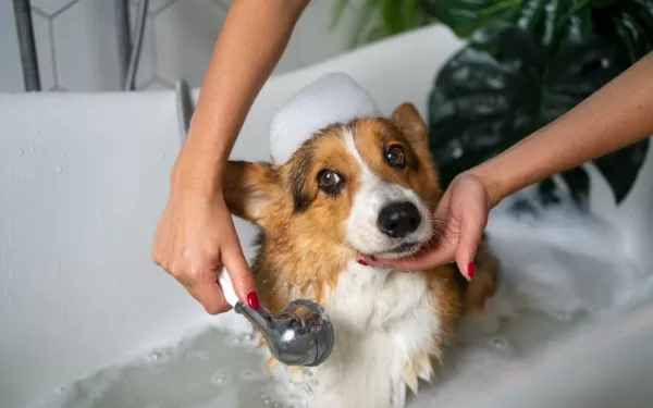 Champús y cosméticos naturales: cómo elegirlos