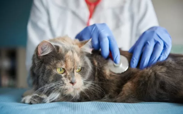 Cómo detectar signos tempranos de problemas de salud en mascotas
