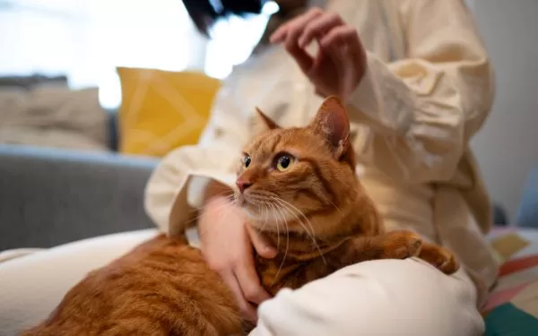Plan de salud para gatos: evita errores comunes