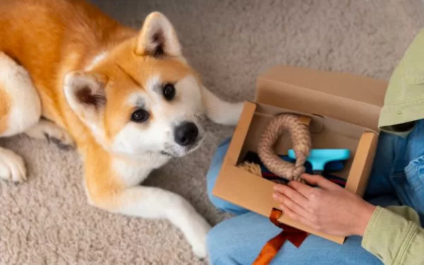 Juegos y actividades naturales para tu mascota