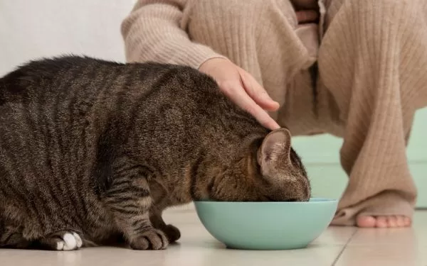 Alimentos naturales para perros y gatos: guía completa