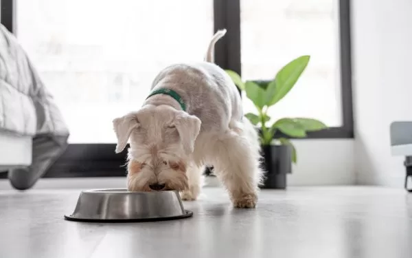 Alimentación cruda en mascotas: beneficios y riesgos
