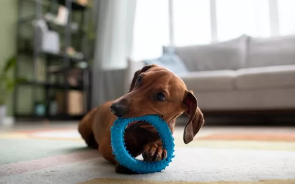 Juguetes naturales para la calma de tu mascota