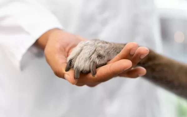 Beneficios y costos de planes para perros mayores