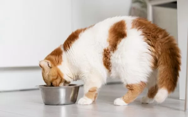 Recetas fáciles para cuidar la digestión de tu mascota
