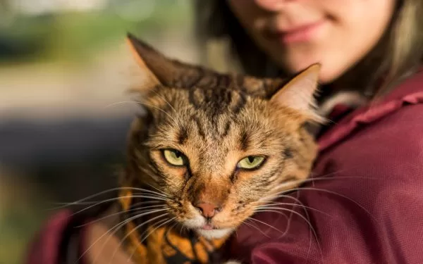 Coberturas esenciales en un seguro veterinario para gatos