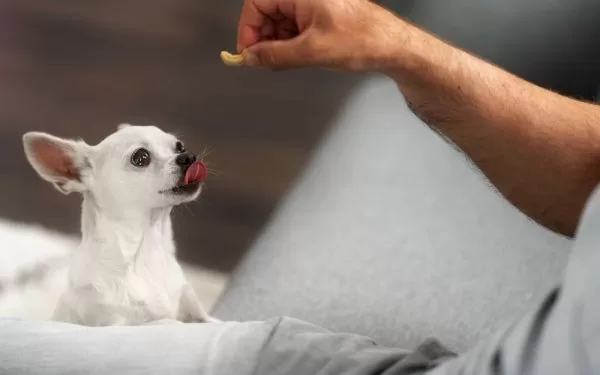 Suplementos naturales recomendados para mascotas