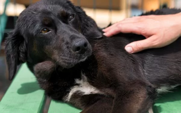 Dietas para mascotas con alergias e intolerâncias