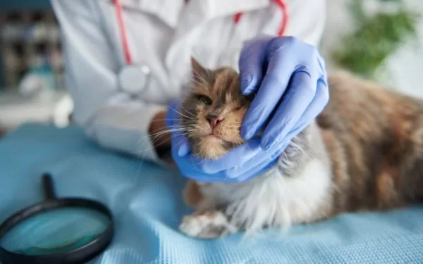 Botiquín de primeros auxilios para gatos