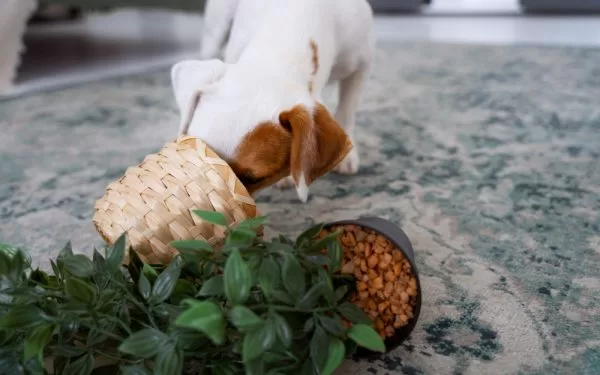Cómo evitar tóxicos domésticos para la salud animal