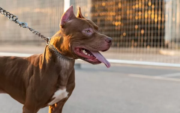 Perros peligrosos: cómo funciona su seguro