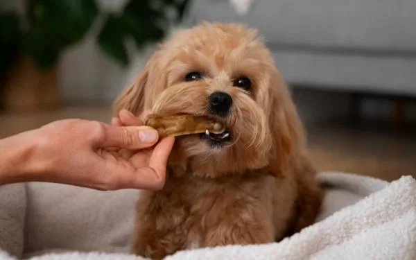 Mitos y verdades sobre la alimentación natural para pets