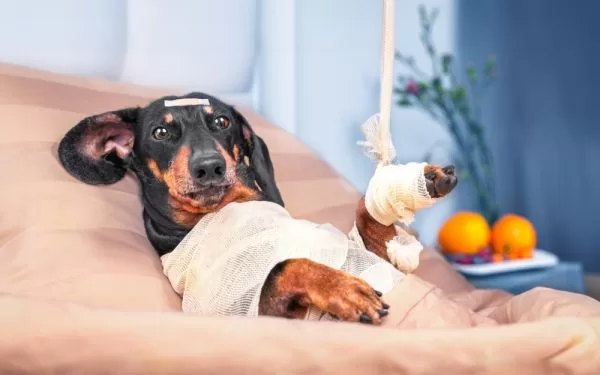 Alivio natural para problemas articulares en mascotas